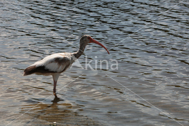 Witte Ibis (Eudocimus albus)