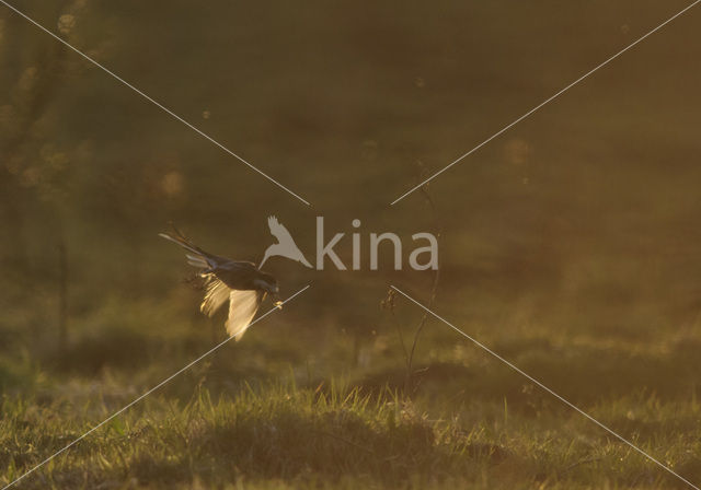 Witte Kwikstaart (Motacilla alba)