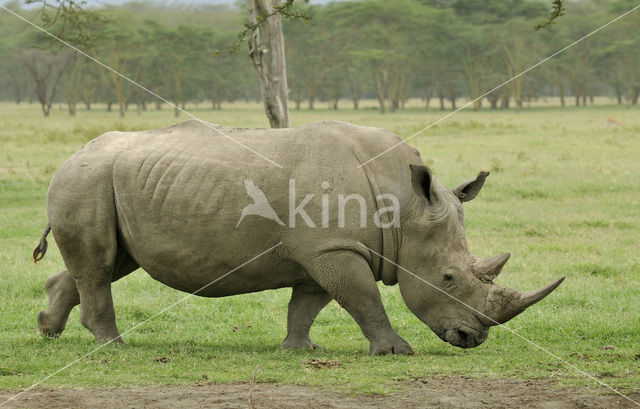 white Rhinoceros