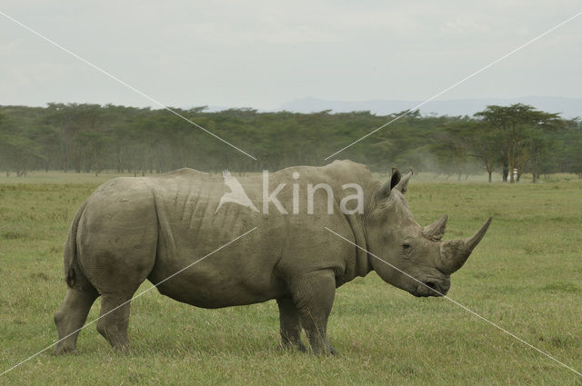 white Rhinoceros