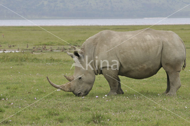 Witte neushoorn