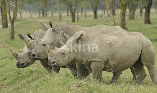 white Rhinoceros