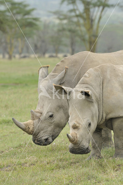 Witte neushoorn