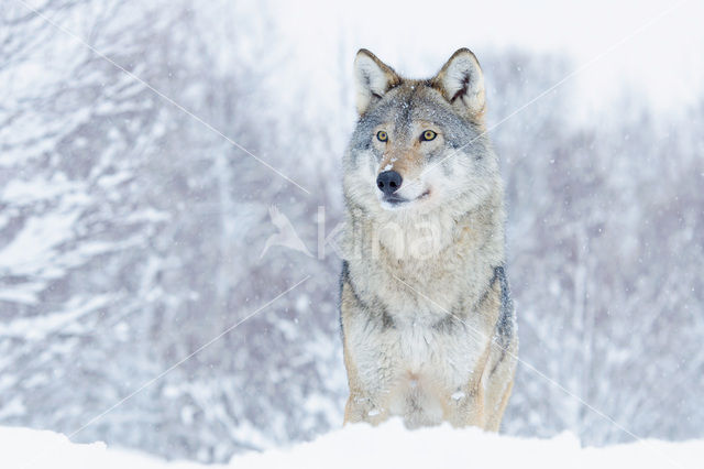 Grey Wolf (Canis lupus)