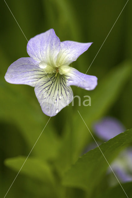 Viola mirabilis