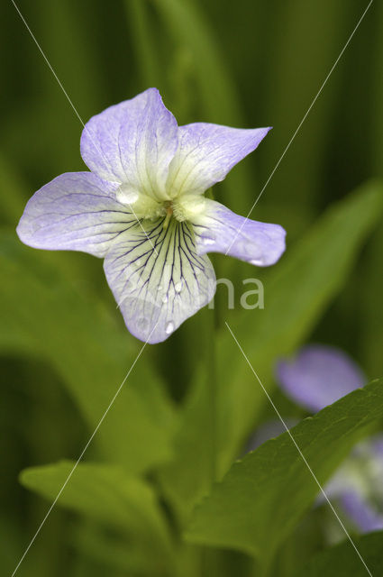 Viola mirabilis