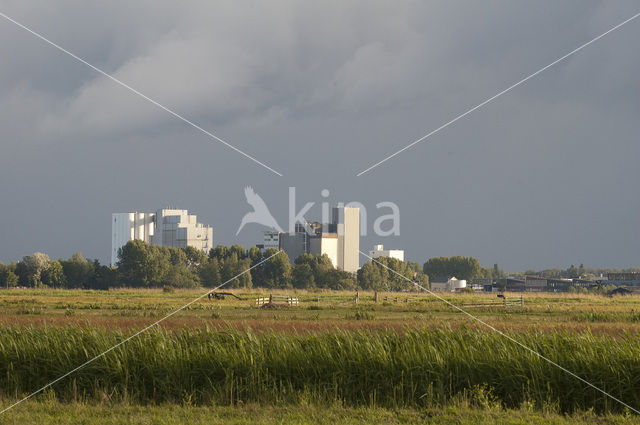 Wormer- en Jisperveld