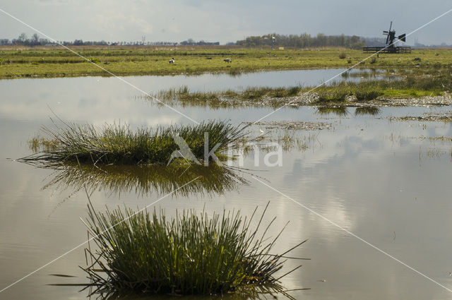 Wormer- en Jisperveld