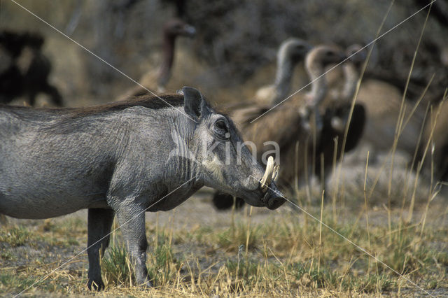 Common Warthog (Phacochoerus africanus)