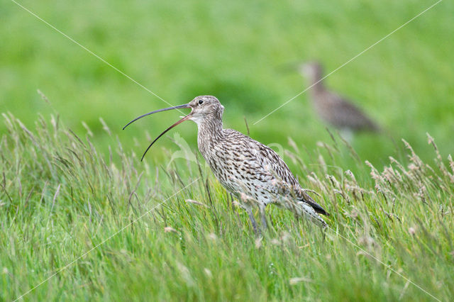 Eurasian Curlew (Numenius arquata)