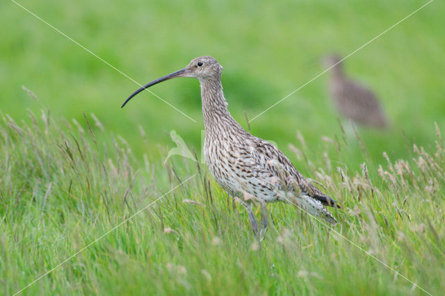 Eurasian Curlew (Numenius arquata)