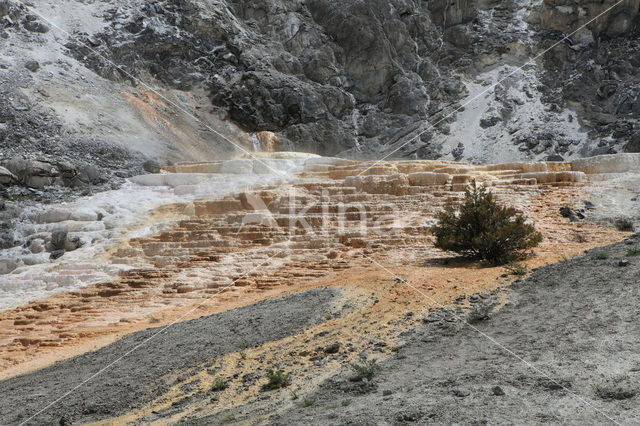 Yellowstone national park