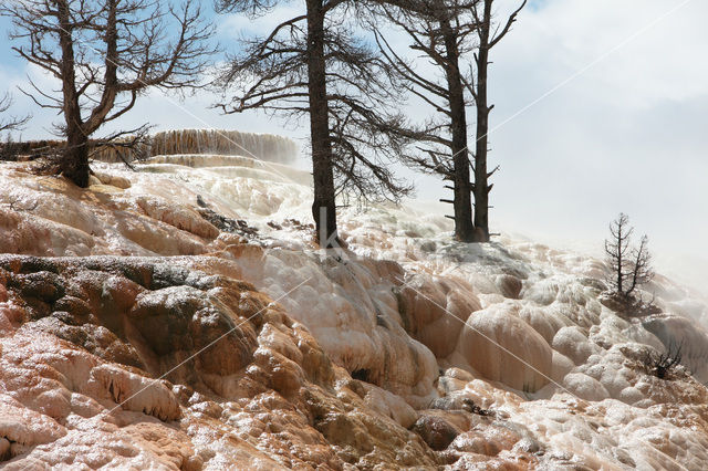 Yellowstone national park