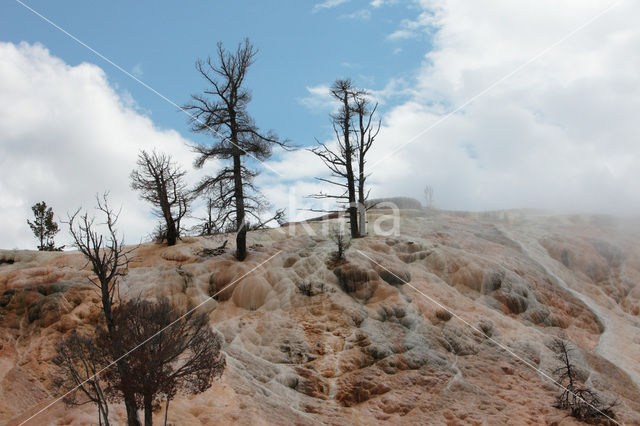 Yellowstone national park