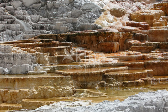 Yellowstone national park