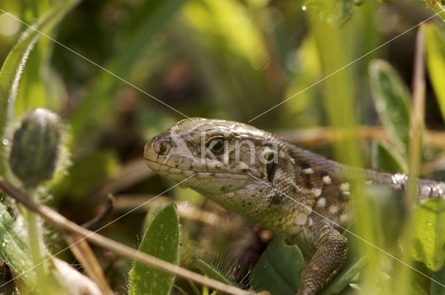 Sand Lizard (Lacerta agilis)