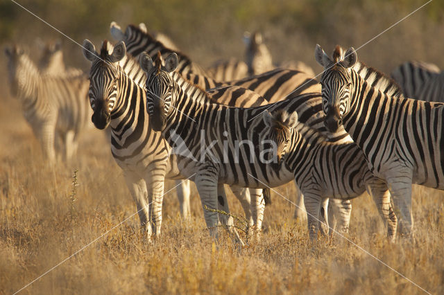 Zebra (Equus spp)