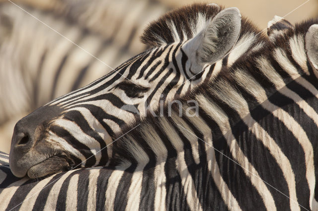 Zebra (Equus spp)