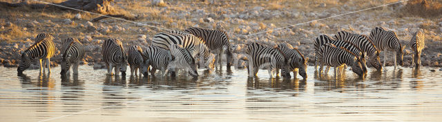 Zebra (Equus spp)