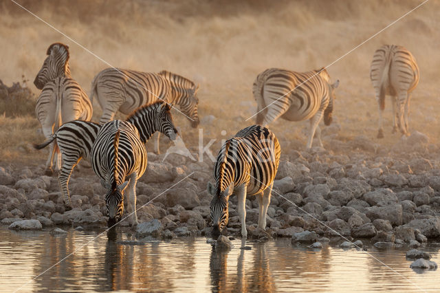 Zebra (Equus spp)