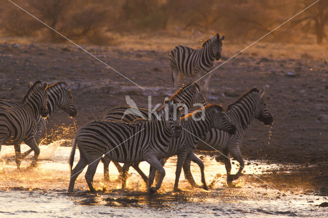 Zebra (Equus spp)