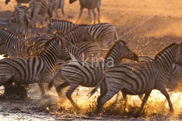 Zebra (Equus spp)