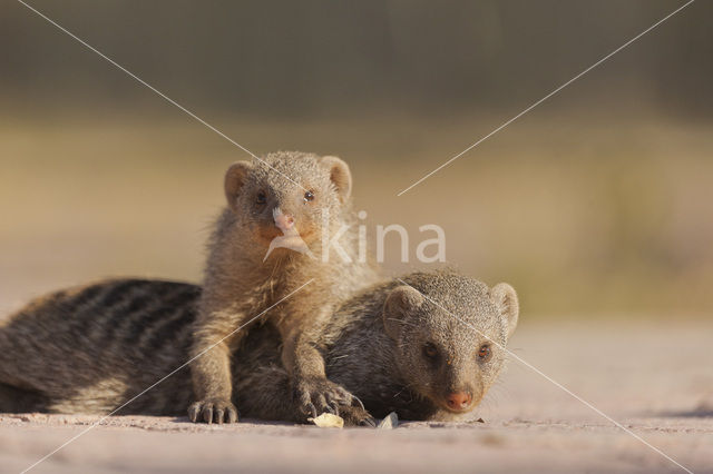 banded mongoose (Mungos mungo)