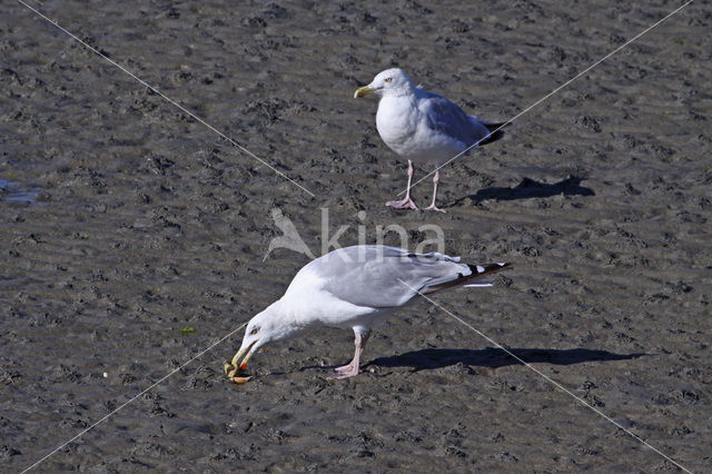 Zilvermeeuw (Larus argentatus)