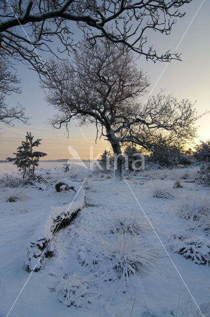 Common Oak