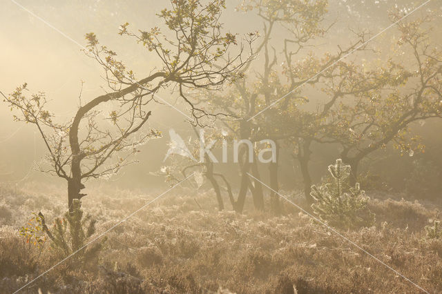 Common Oak