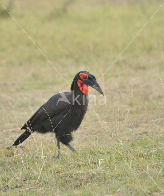 Zuidelijke hoornraaf (Bucorvus cafer