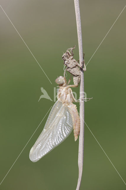 Skimmer (Orthetrum brunneum)