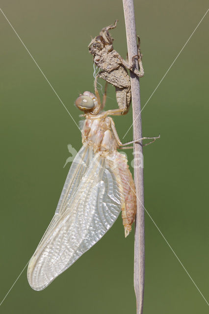 Zuidelijke oeverlibel (Orthetrum brunneum)