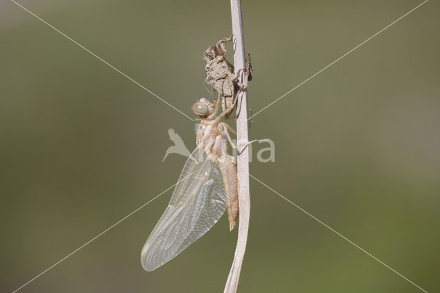 Zuidelijke oeverlibel (Orthetrum brunneum)