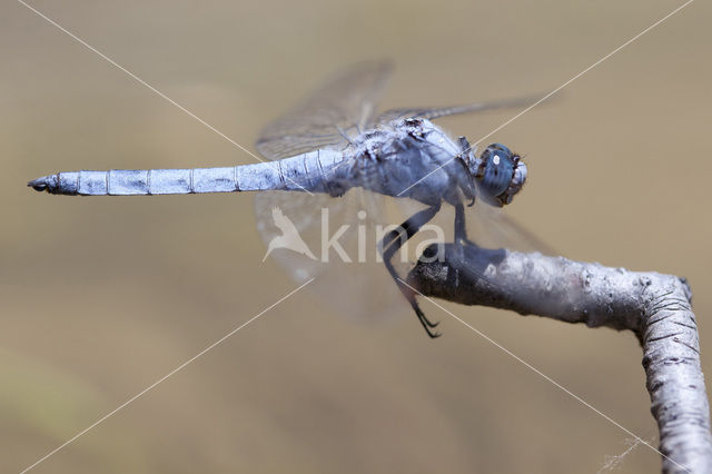 Zuidelijke oeverlibel (Orthetrum brunneum)