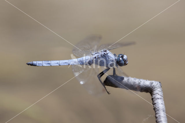 Zuidelijke oeverlibel (Orthetrum brunneum)