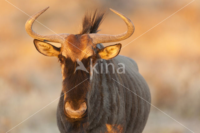 black wildebeest