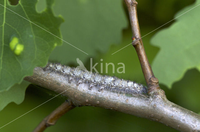 December Moth (Poecilocampa populi)