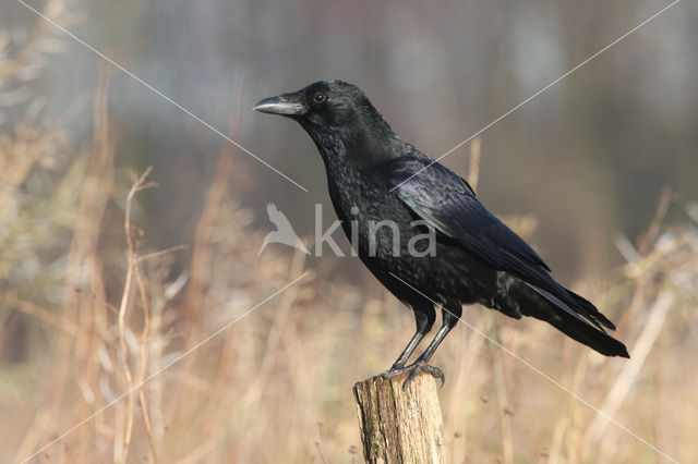 Zwarte Kraai (Corvus corone)