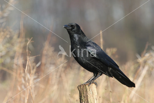 Zwarte Kraai (Corvus corone)