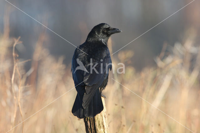 Zwarte Kraai (Corvus corone)