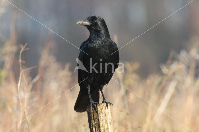 Zwarte Kraai (Corvus corone)