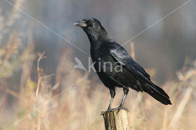 Zwarte Kraai (Corvus corone)