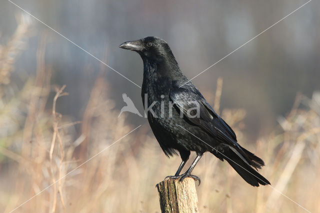 Zwarte Kraai (Corvus corone)