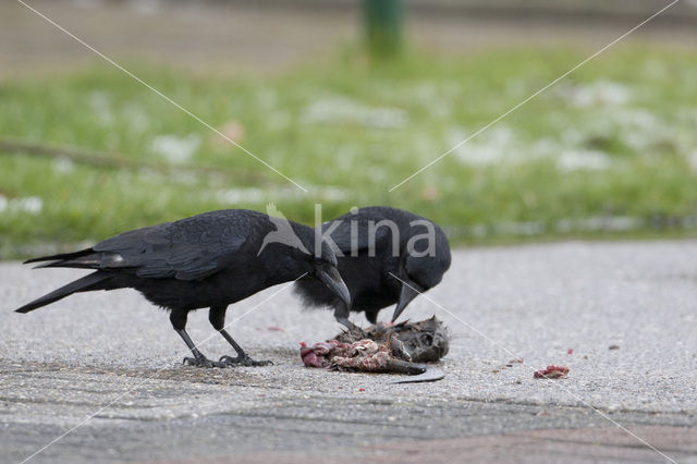 Zwarte Kraai (Corvus corone)