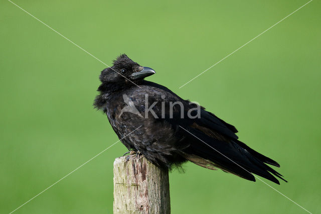 Carrion Crow (Corvus corone)