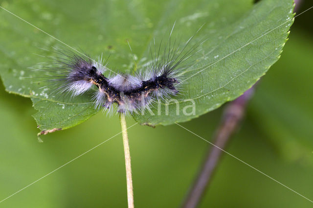 Zwarte l vlinder (Arctornis l-nigrum)