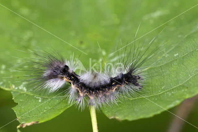 Zwarte l vlinder (Arctornis l-nigrum)