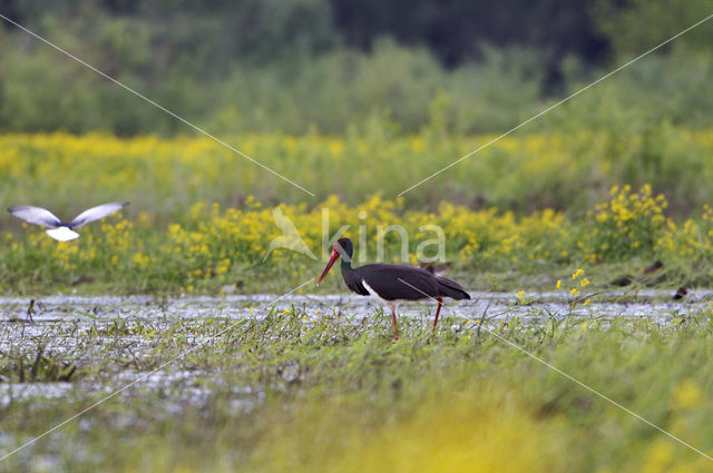 Zwarte Ooievaar (Ciconia nigra)