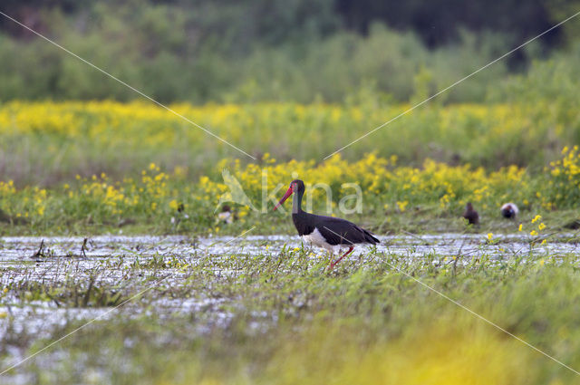 Zwarte Ooievaar (Ciconia nigra)